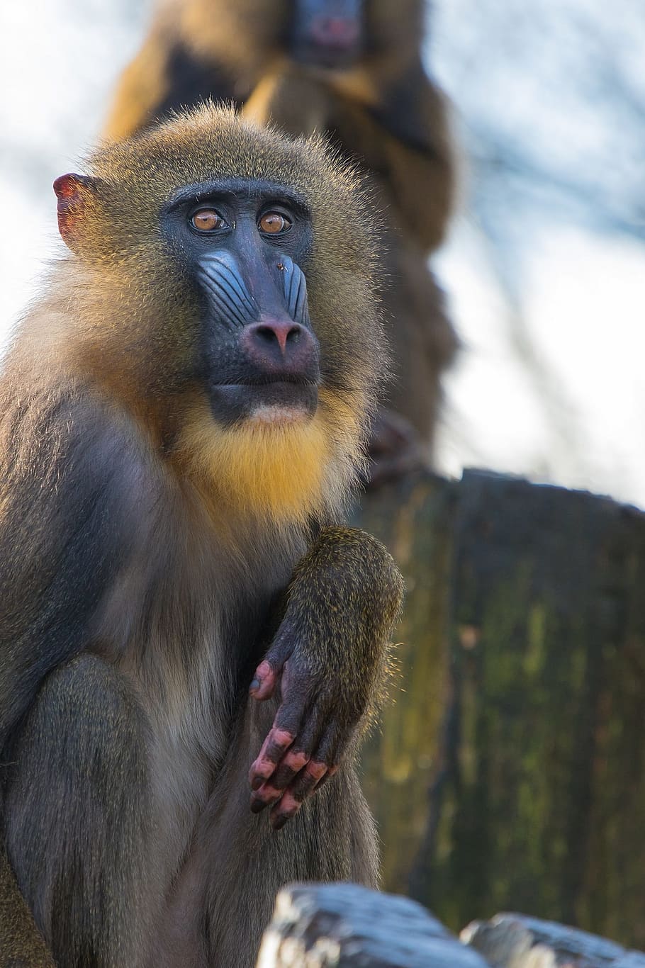 910x1366 HD wallpaper: mandrill, primate, monkey, wildlife, nature, tropic