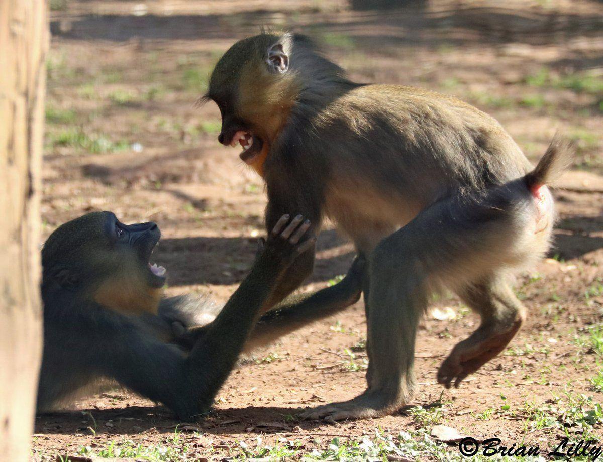 1200x920 Mandrill wallpaper, Animal, HQ Mandrill pictureK Wallpaper 2019