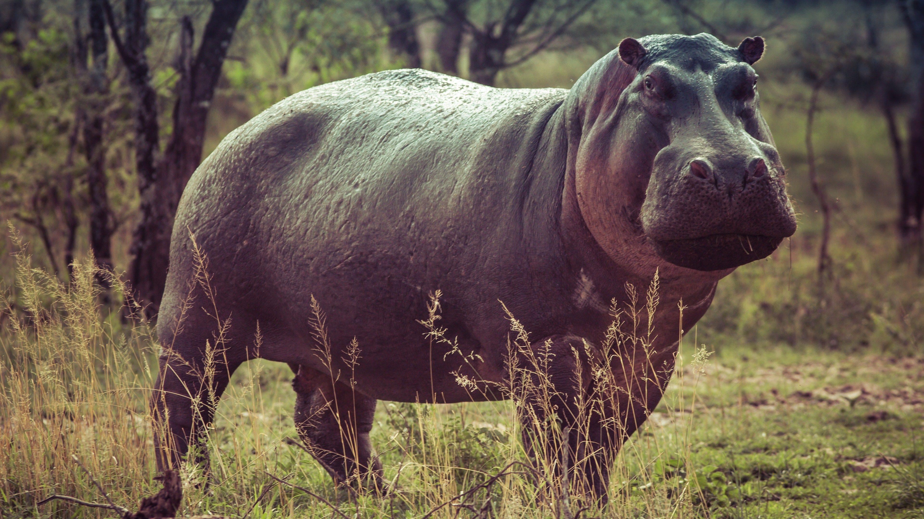 Hippo Wallpapers - Top Free Hippo Backgrounds - WallpaperAccess
