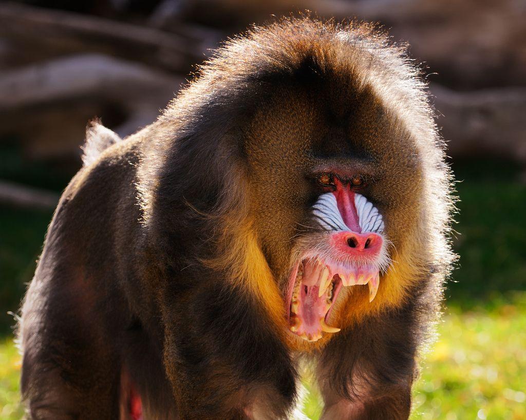 1024x819 Mandrill Wallpaper
