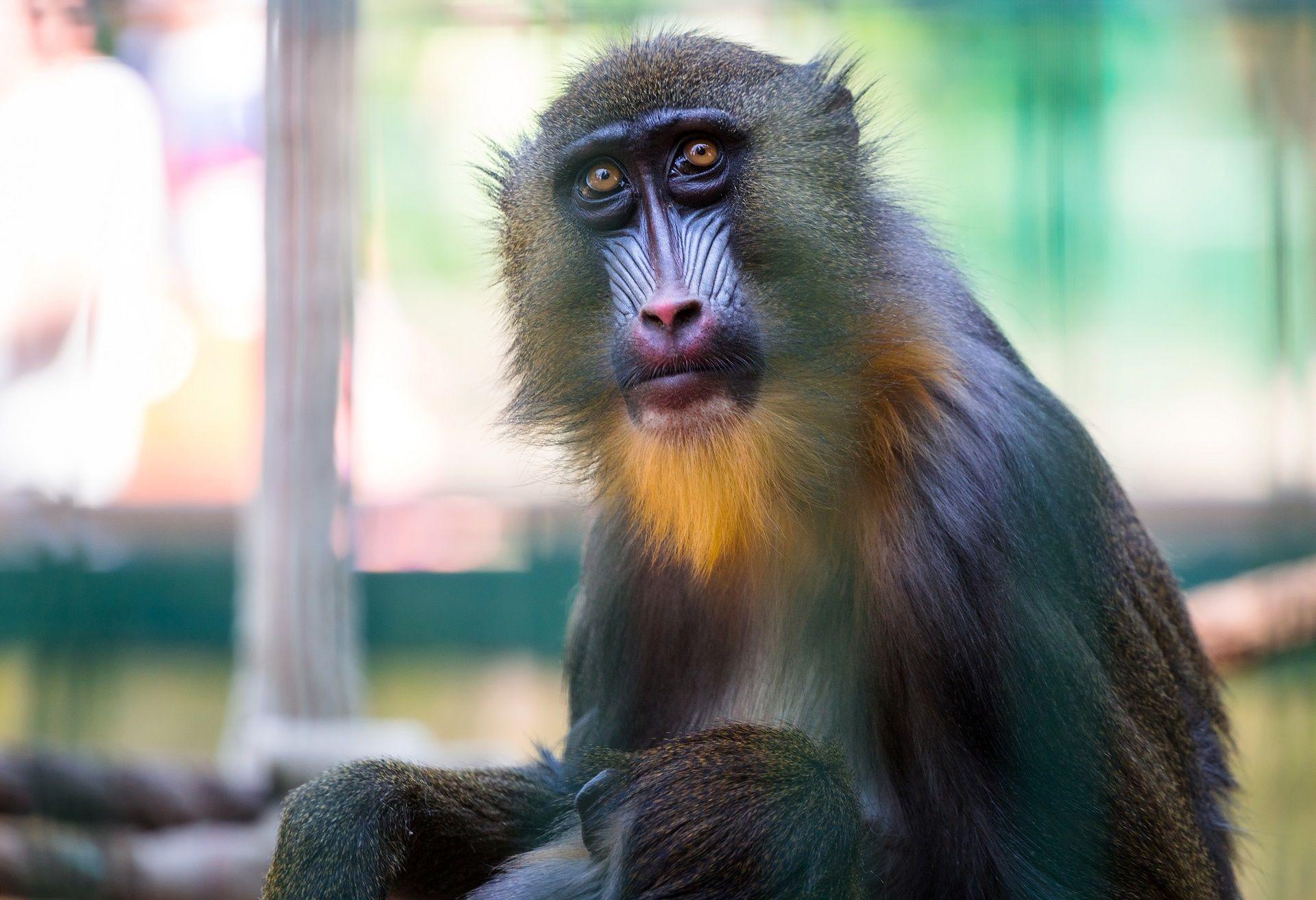 1920x1313 Mandrill Wallpaper. Mandrill Wallpaper