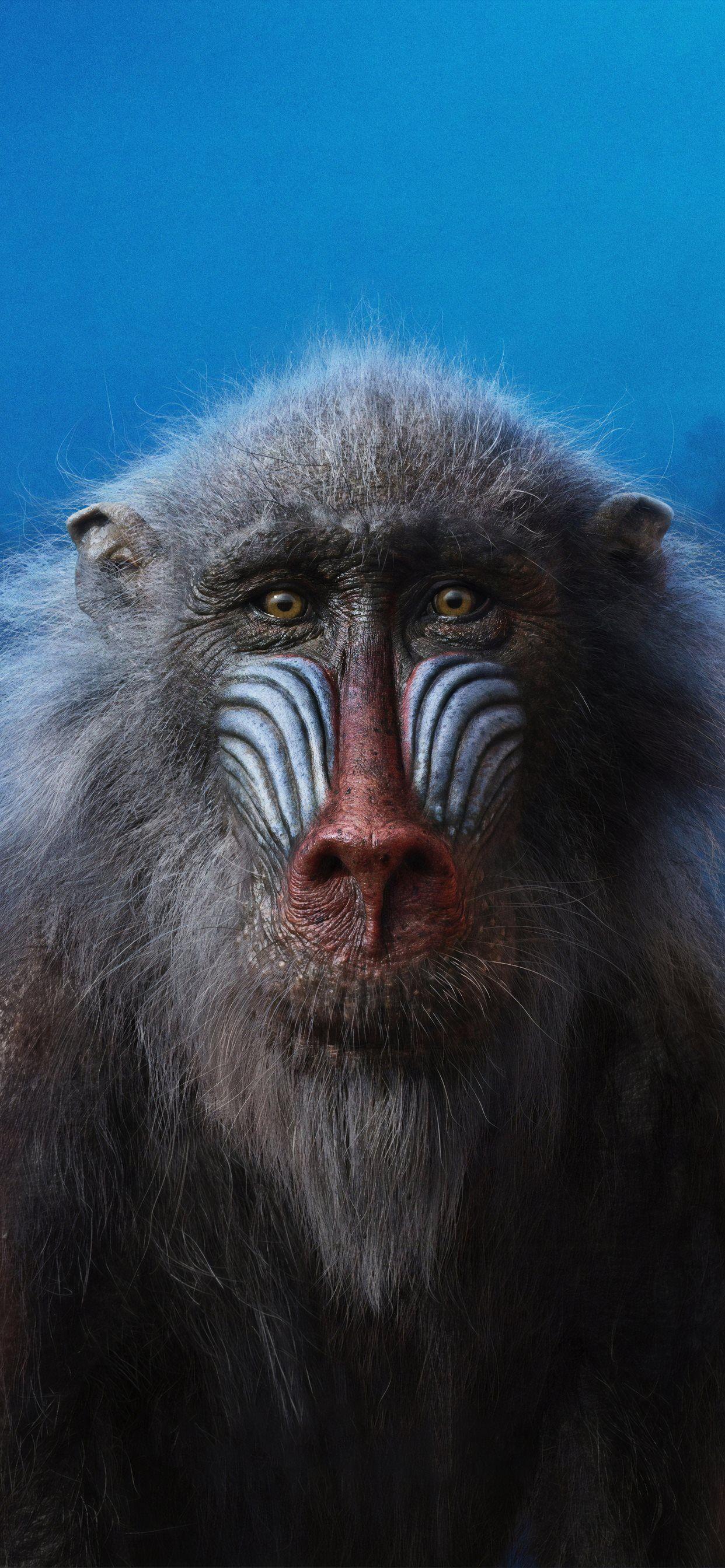 Mandrill Wallpapers Top Free Mandrill Backgrounds WallpaperAccess