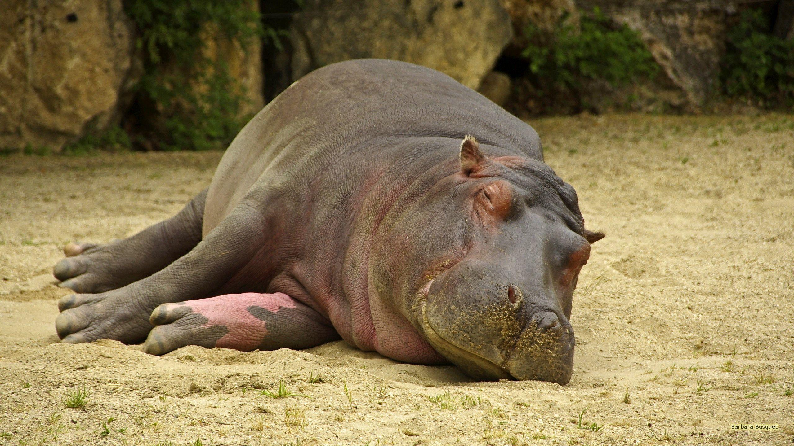 2560x1440 Hippo desktop background's HD Wallpaper