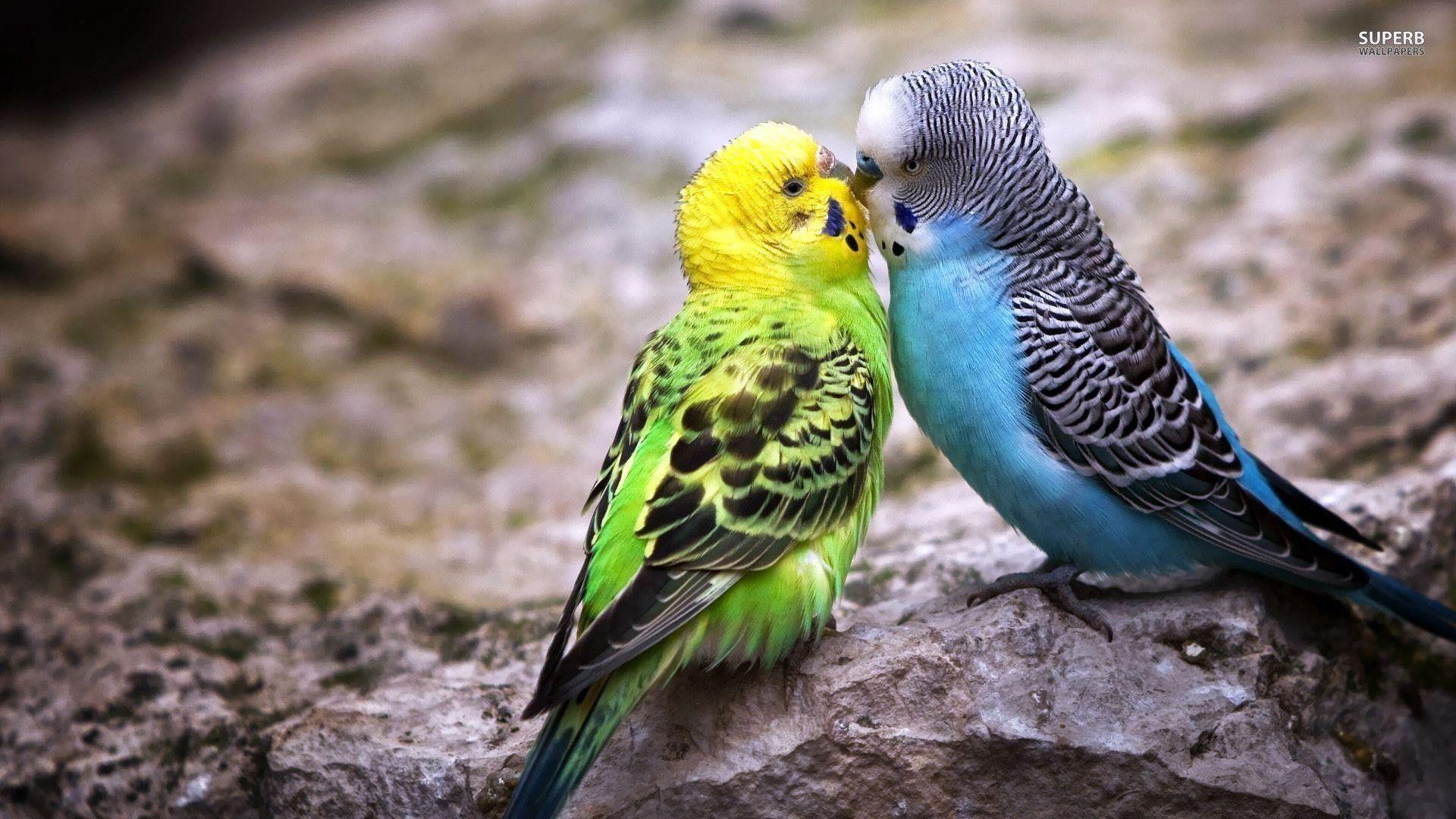 Cute Cuddling Birds 4K Desktop Wallpaper [1920×1080] : r/wallpaper