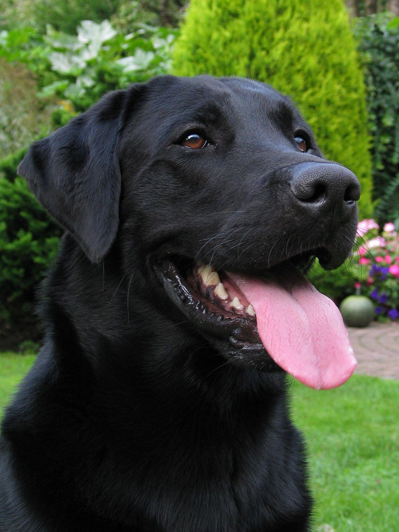 1339x1784 Black Labrador Wallpaper