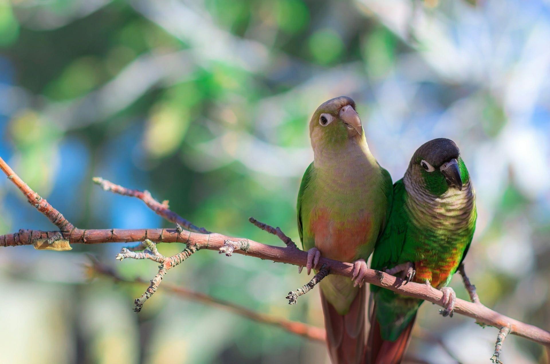 HD wallpaper two blackchecked conures parrot branches sit bird color   Wallpaper Flare