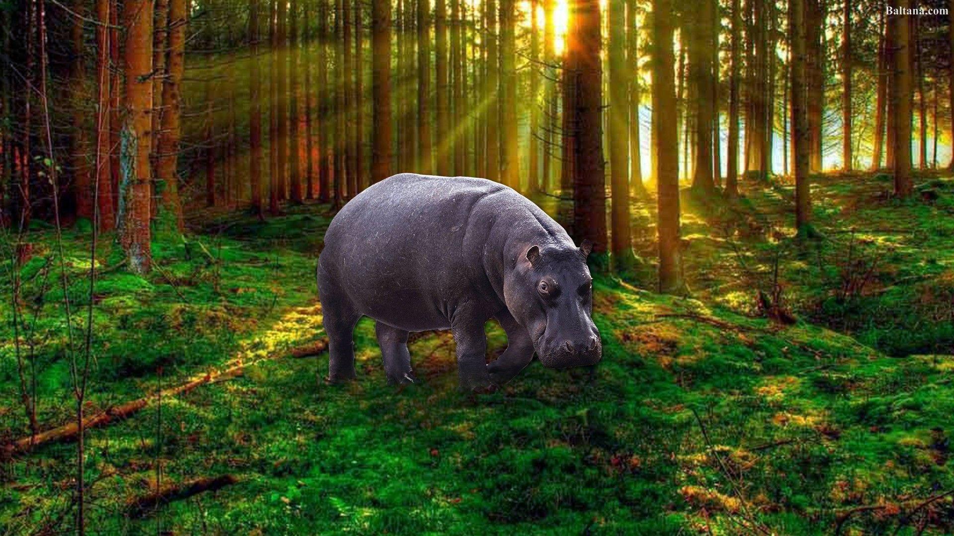 1920x1080 Hippo HD Wallpaper 30507