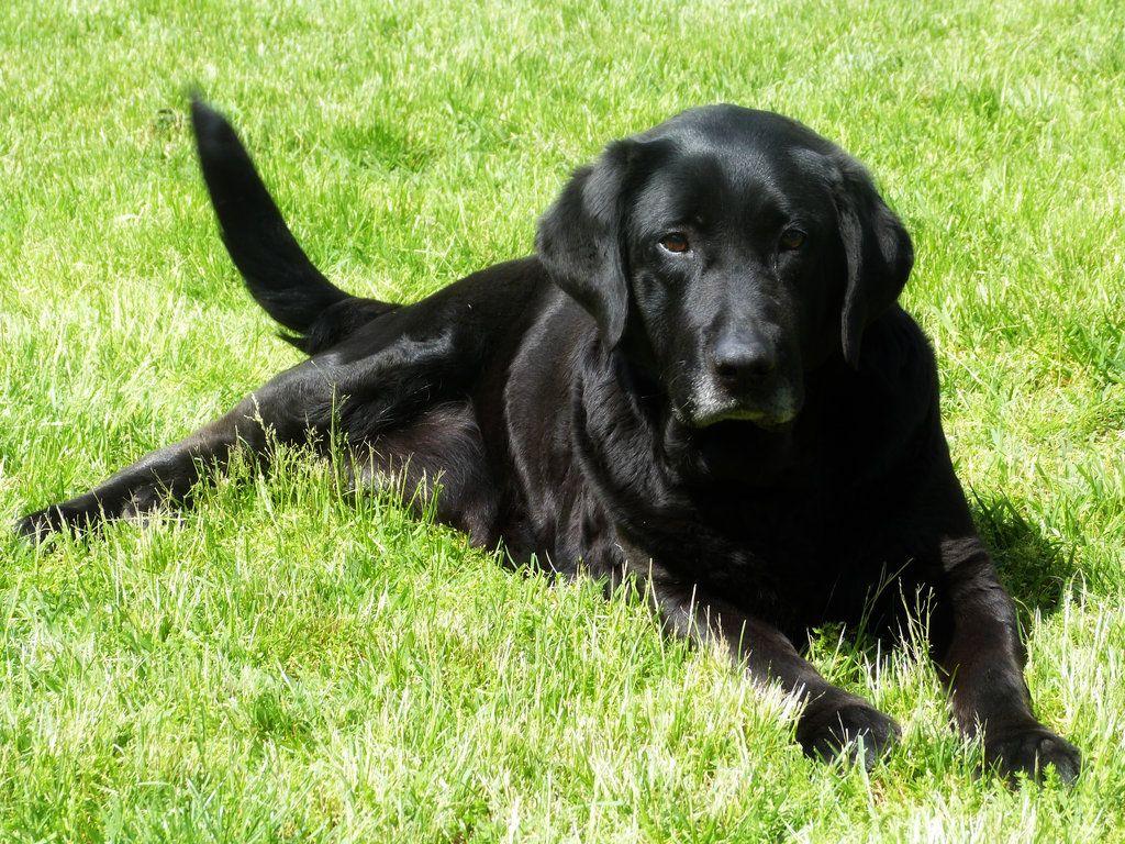 Black Labrador Wallpapers - Top Free Black Labrador Backgrounds ...