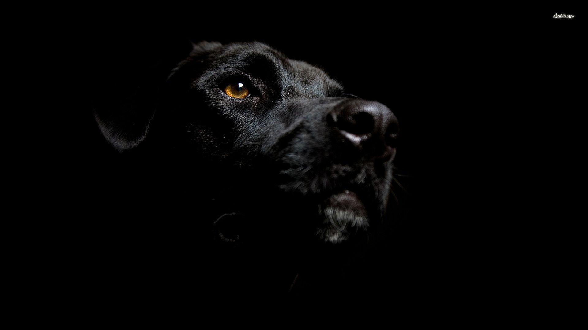 1920x1080 Free download Black Labrador Wallpaper [1920x1080]