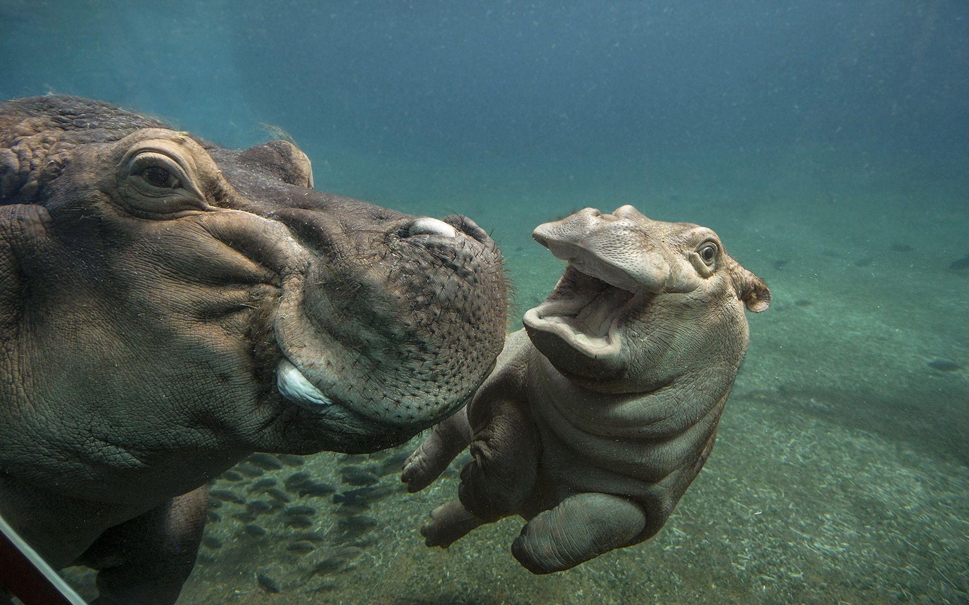1920x1200 Wallpaper Hippos play in water 1920x1200 HD Picture, Image