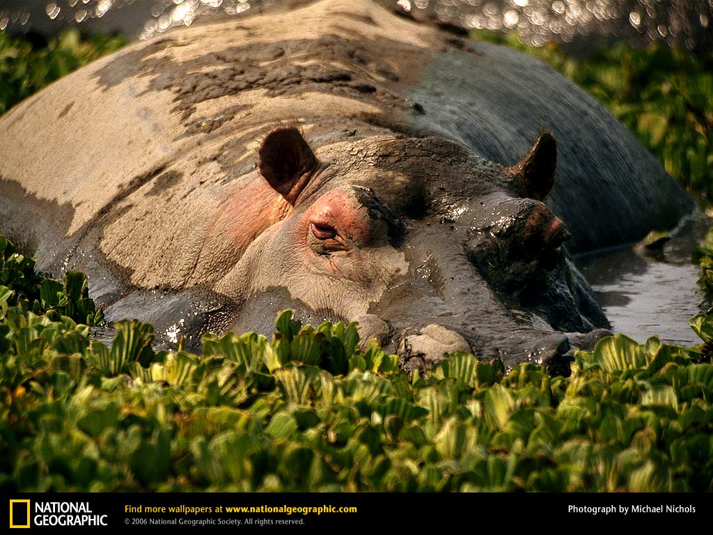 1024x768 Free download Hippo Wallpaper Hippos Wallpaper 24490959 1024x768