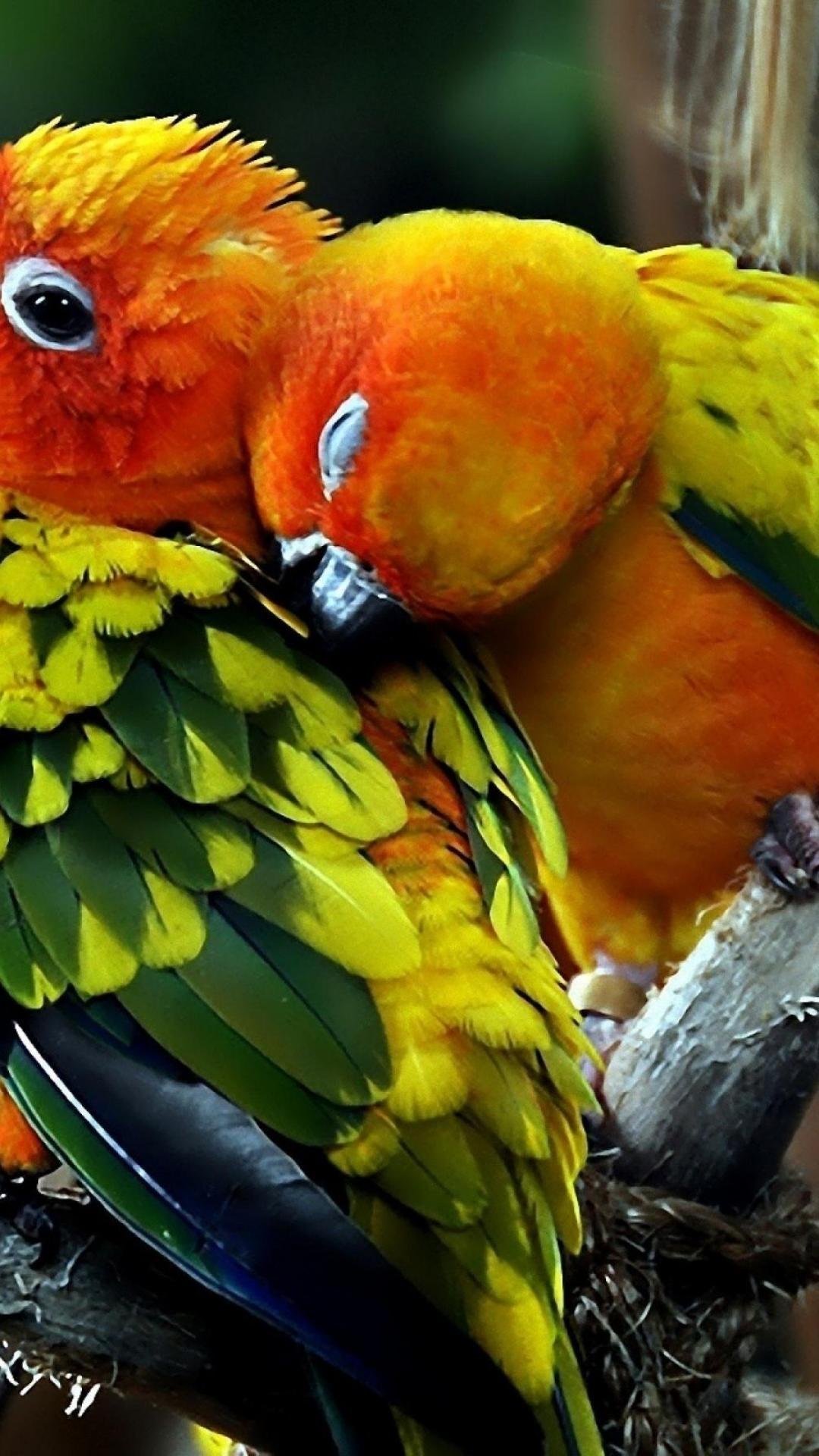 Conure Picture Background Images HD Pictures and Wallpaper For Free  Download  Pngtree