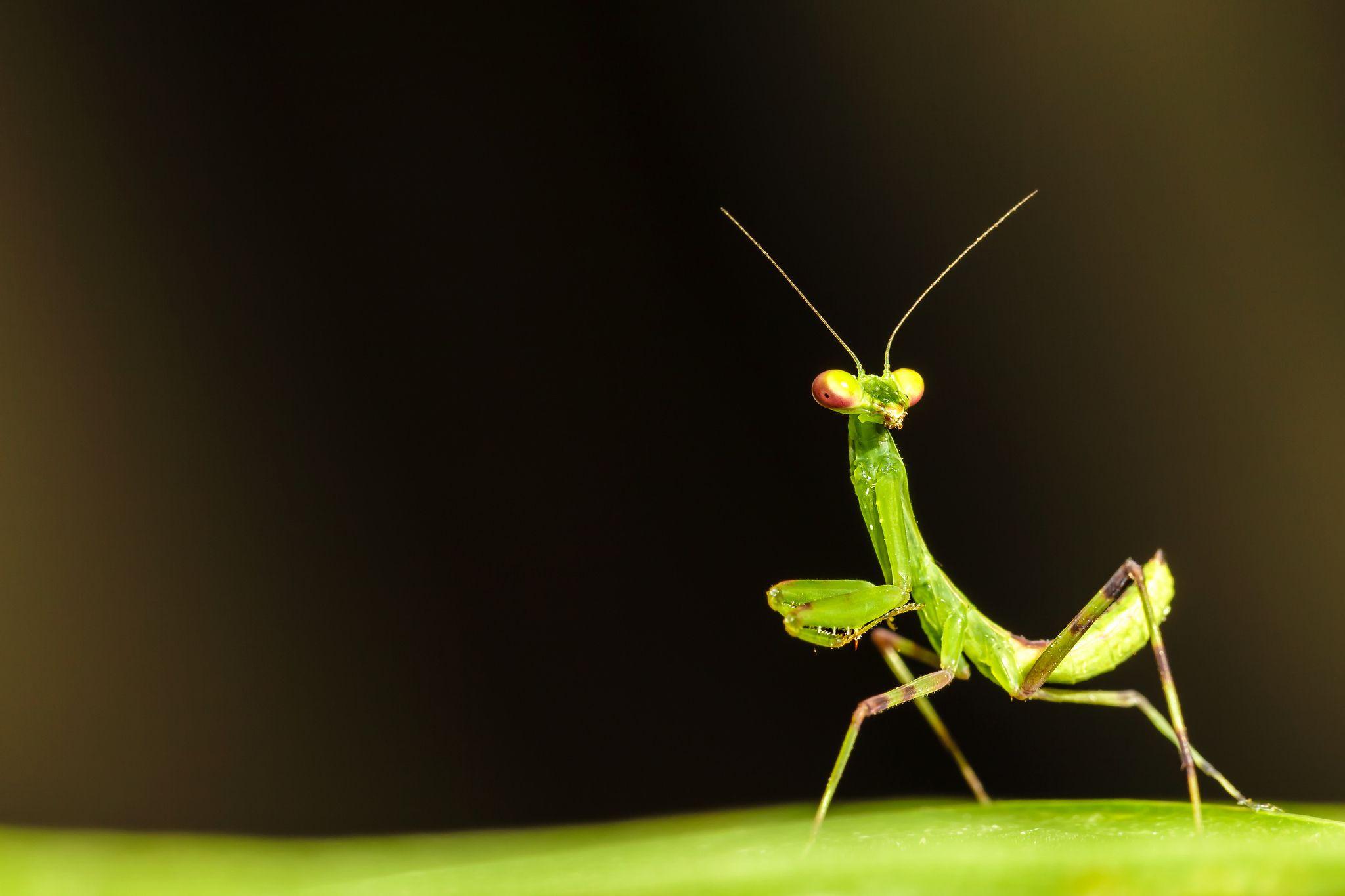 Praying Mantis: The Majestic Insect You Need to Know - MyStart