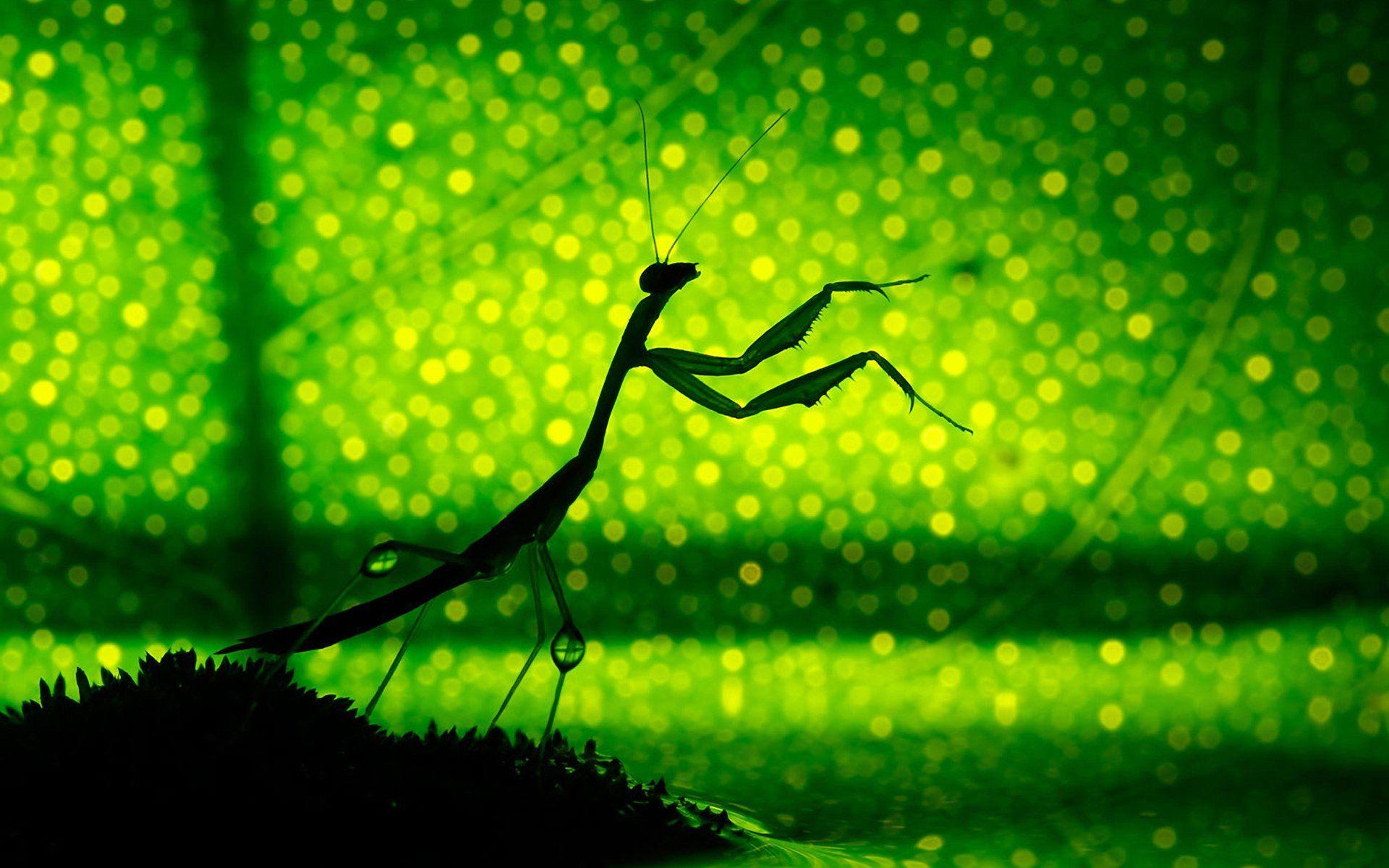 Wallpaper ID: 288036 / praying mantis fishing locust mantis religiosa green  4k Phone Wallpaper