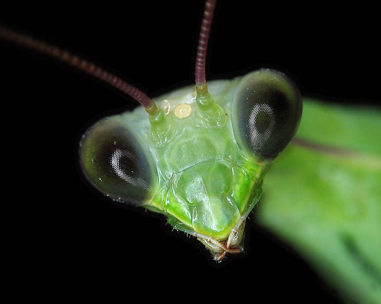 Praying Mantis Pictures | Download Free Images on Unsplash