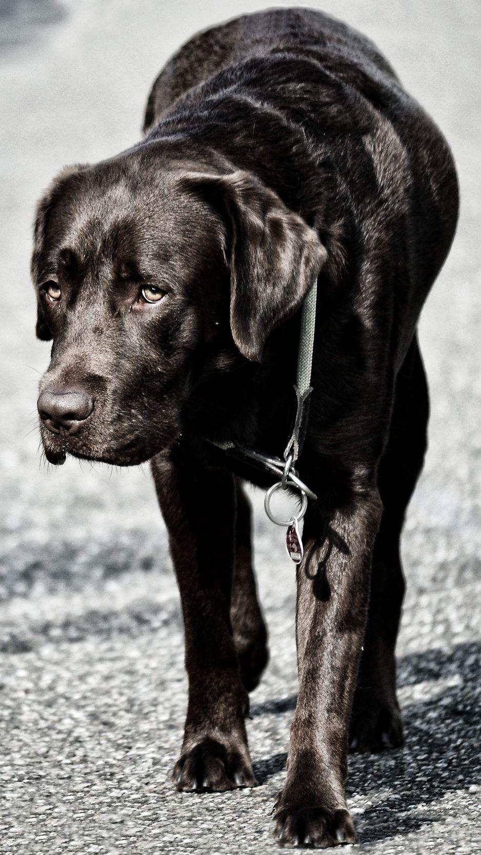 Black Labrador Wallpapers - Top Free Black Labrador Backgrounds