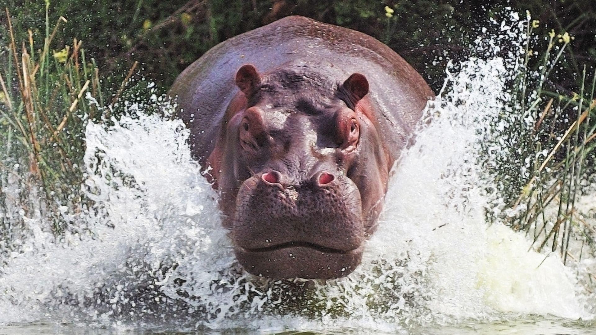 1920x1080 Hippopotamus Wallpaper