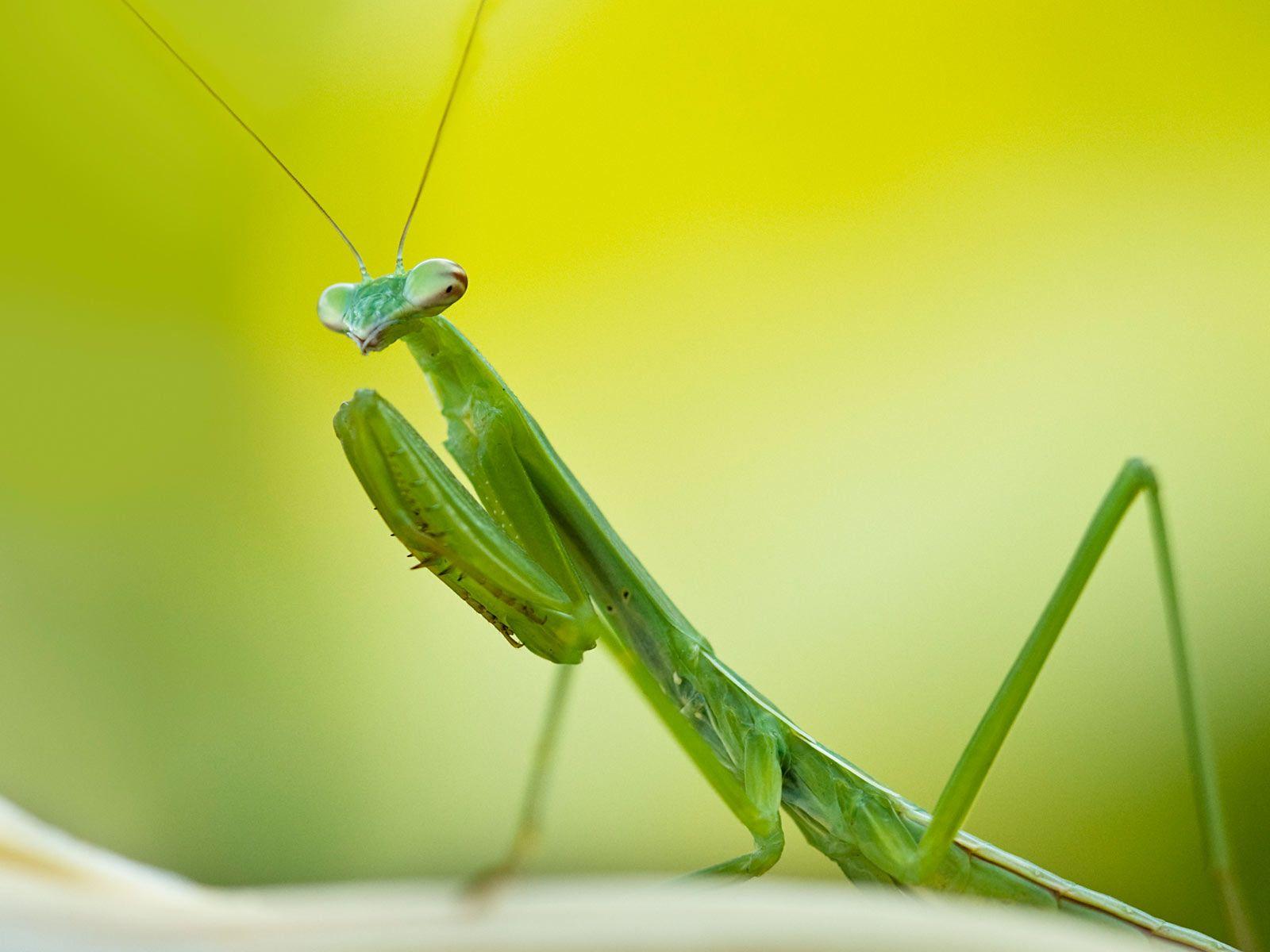 1600x1200 Cool Praying Mantis wallpaperx1200