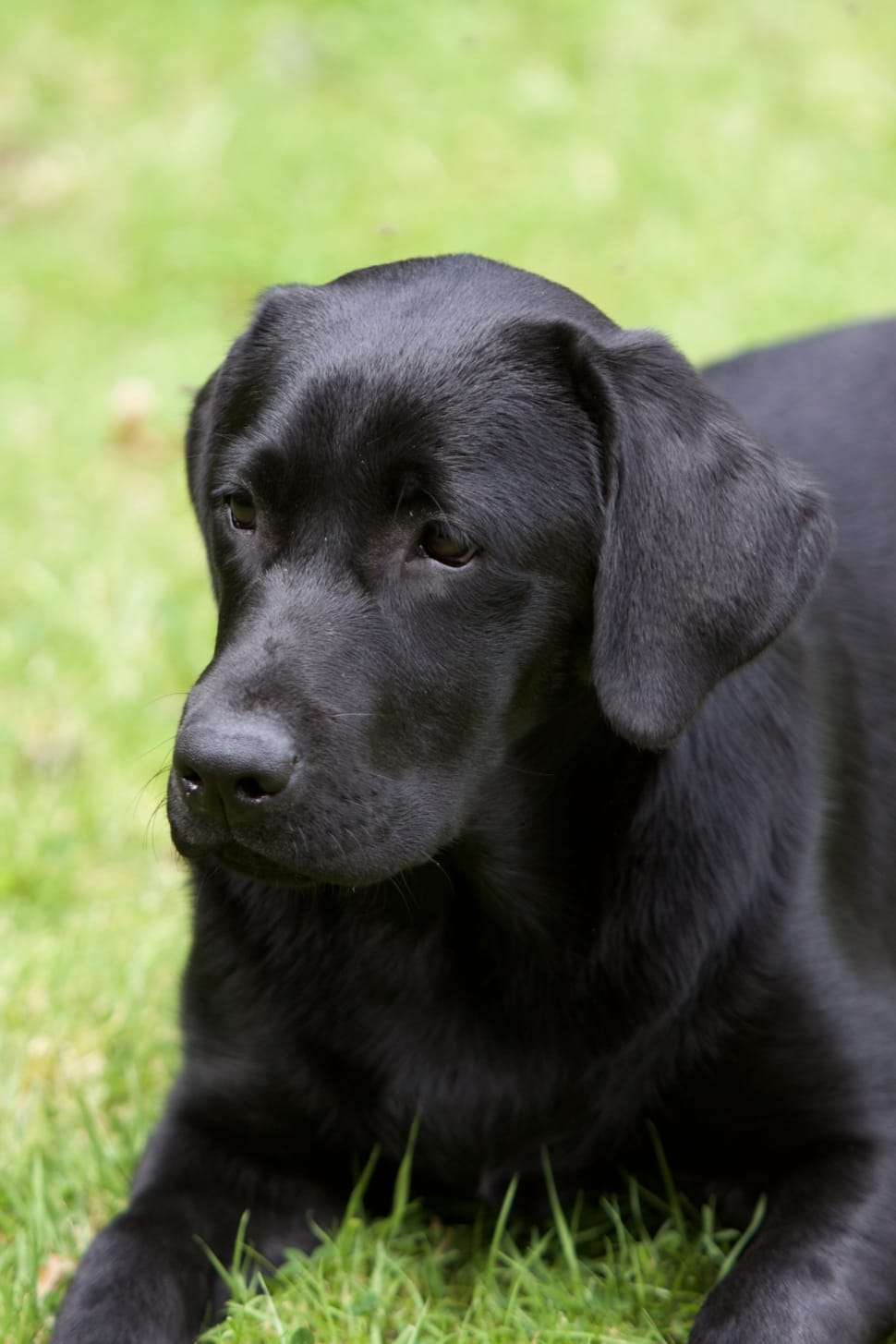 970x1455 black labrador retriever dog free image