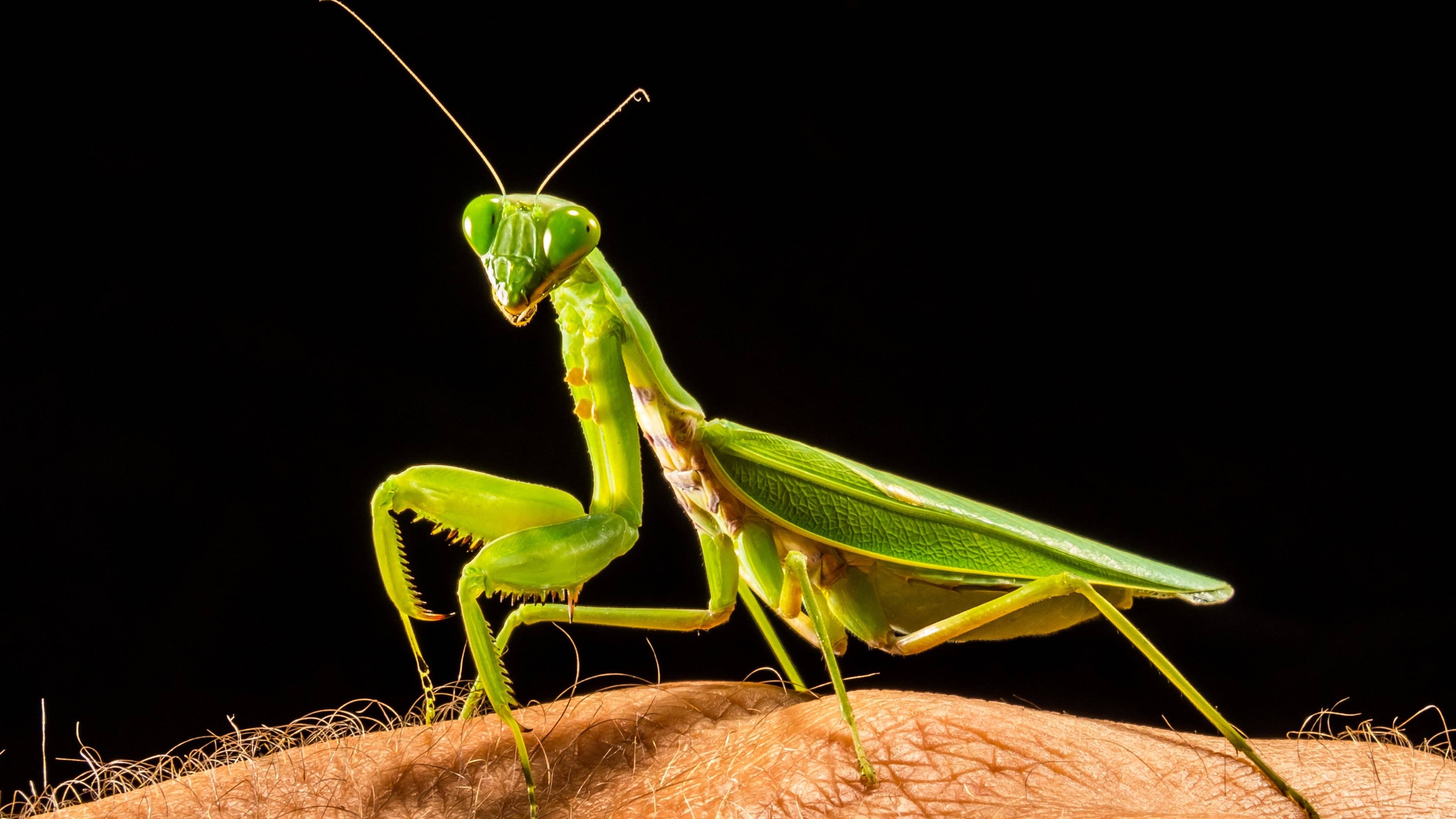 25,900+ Praying Mantis Stock Photos, Pictures & Royalty-Free Images -  iStock | Praying mantis eating, Praying mantis isolated, Praying mantis  mating