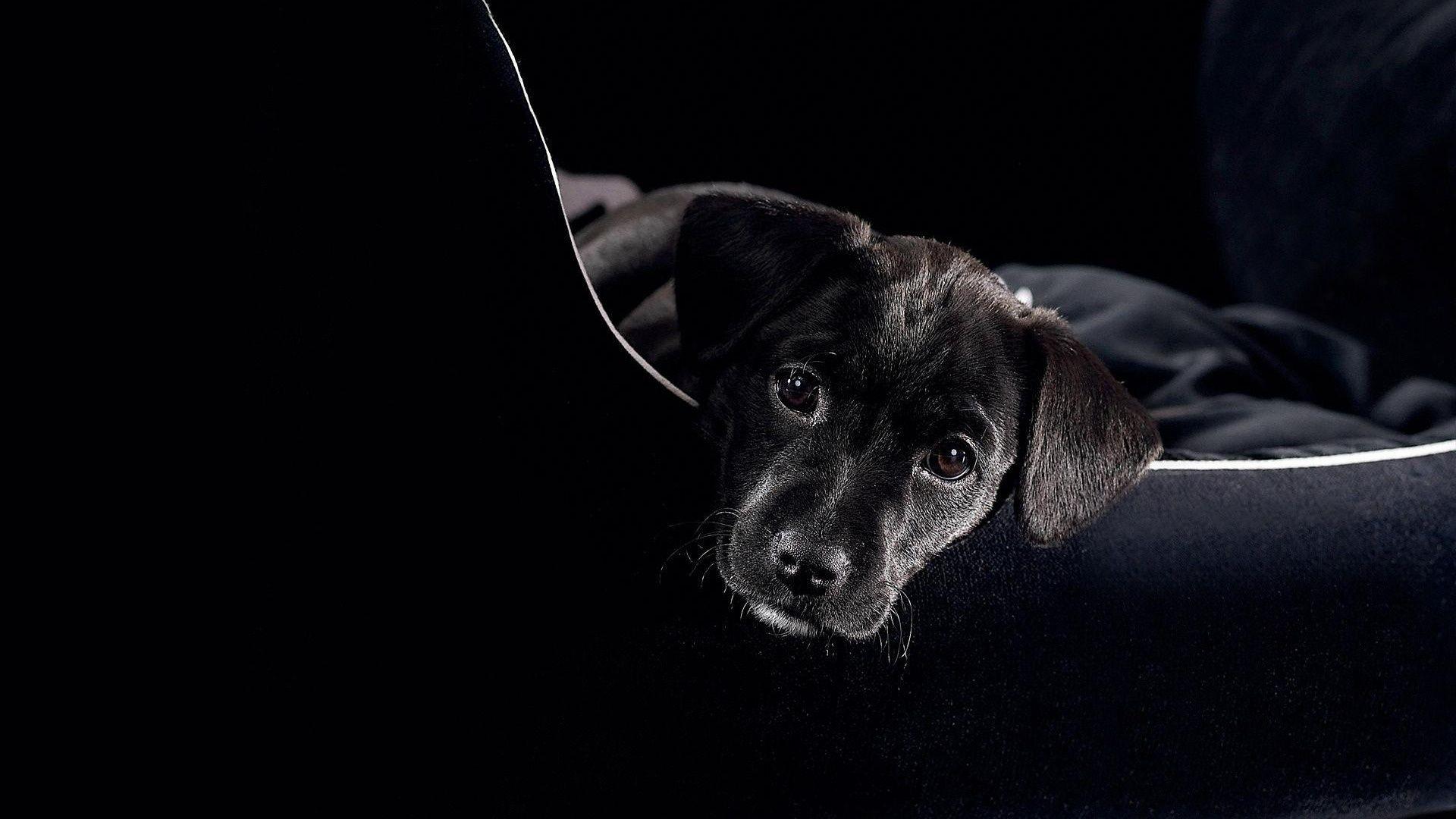 1920x1080 Black Labrador Wallpaper 23499 1920x1080px