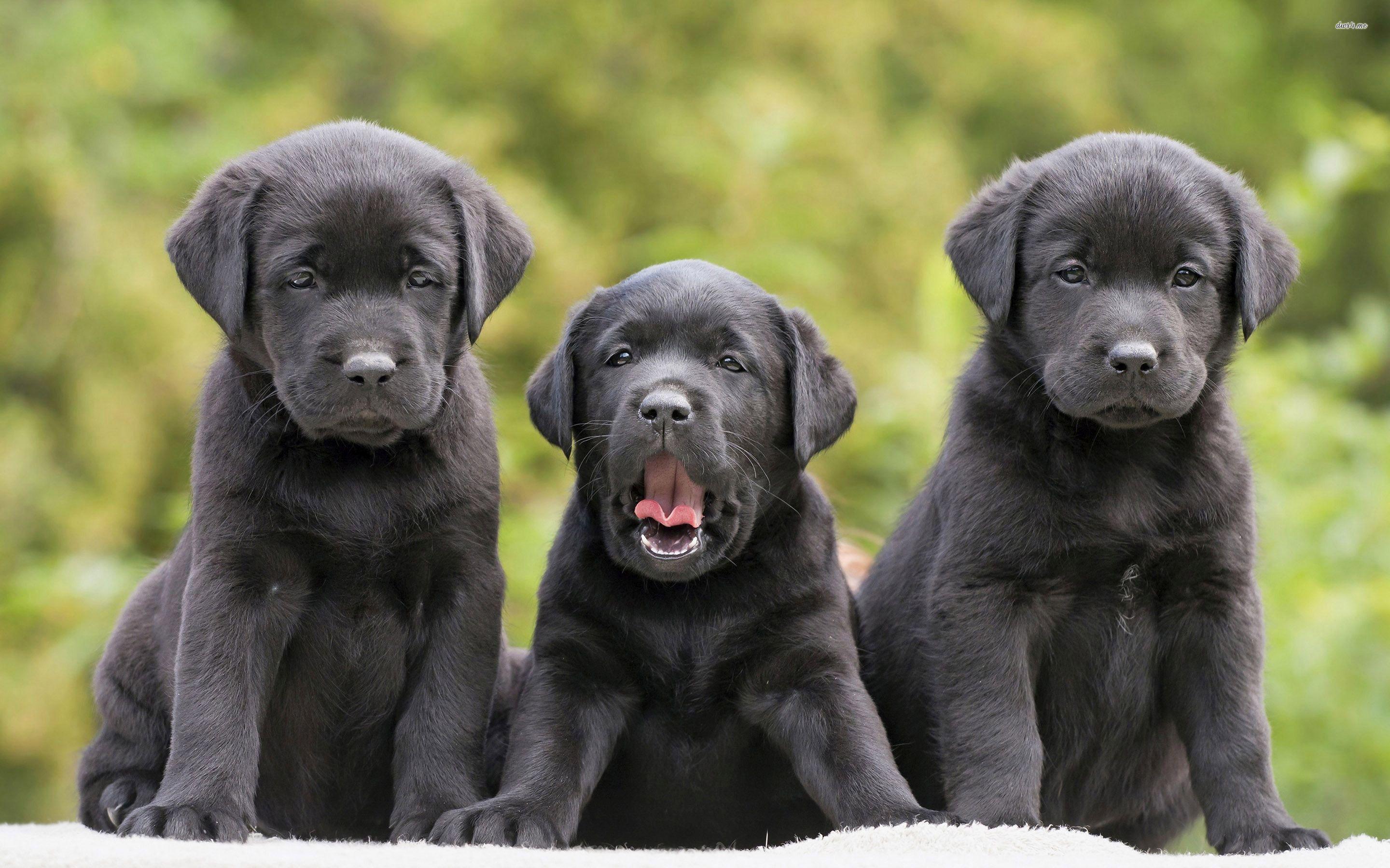 2880x1800 Lab Puppy Wallpaper