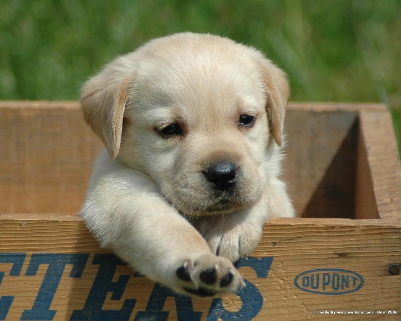1280x1024 Yellow Lab Puppies wallpaperx1024