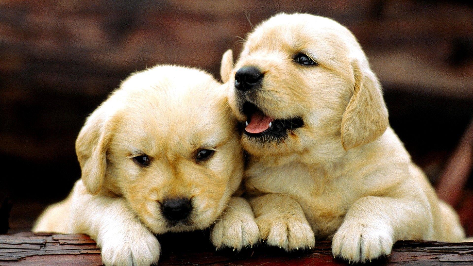 1920x1080 Chocolate Lab Puppy Wallpaper