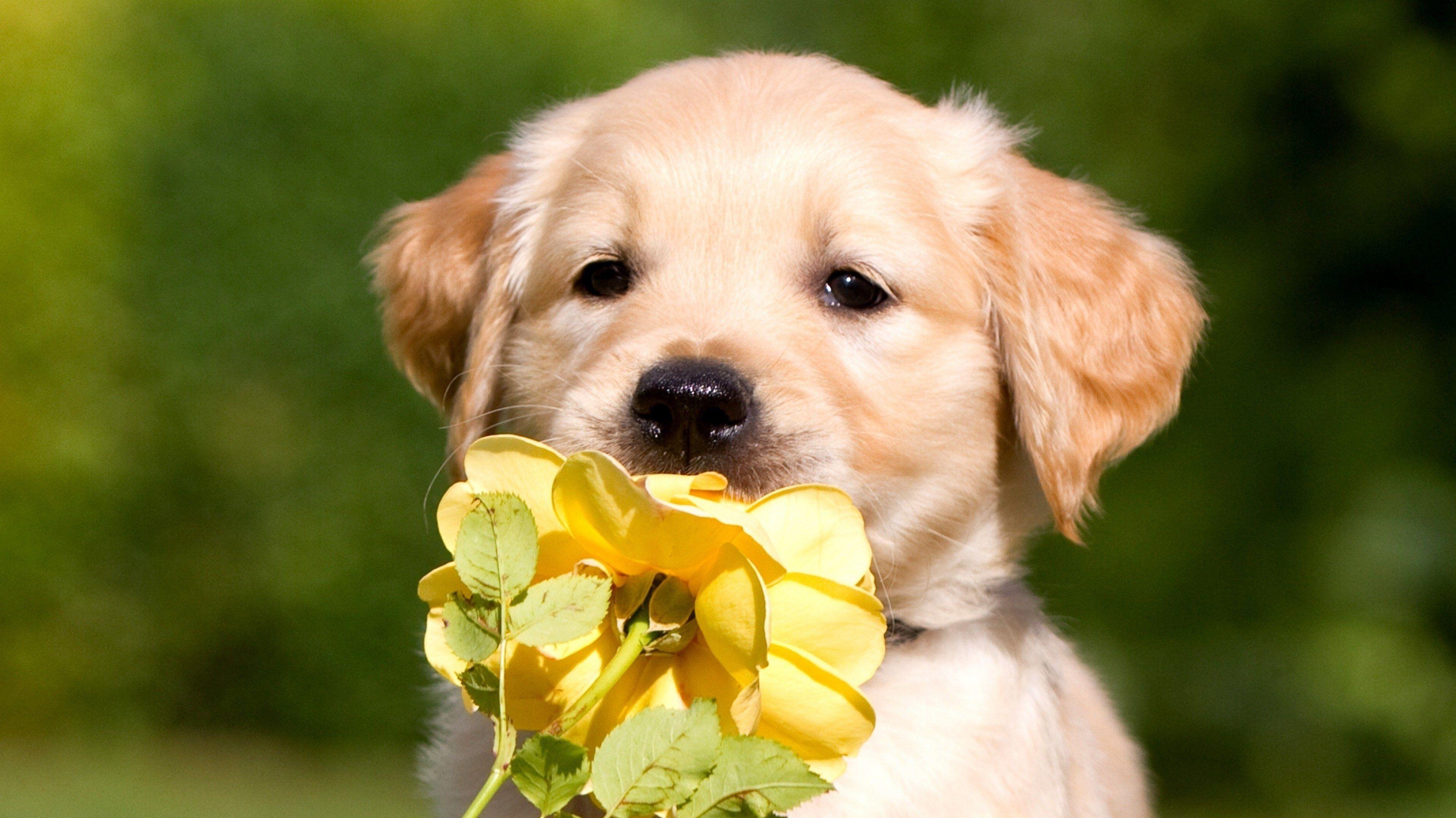 3840x2160 Labrador Retriever 4k Ultra HD Desktop Wallpaper Puppy