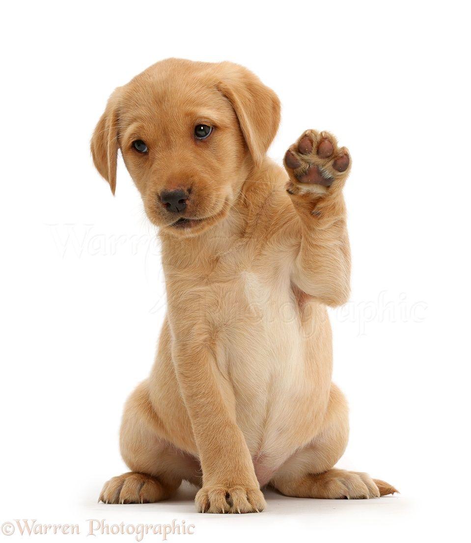 959x1104 Labrador Puppies HD Wallpaper