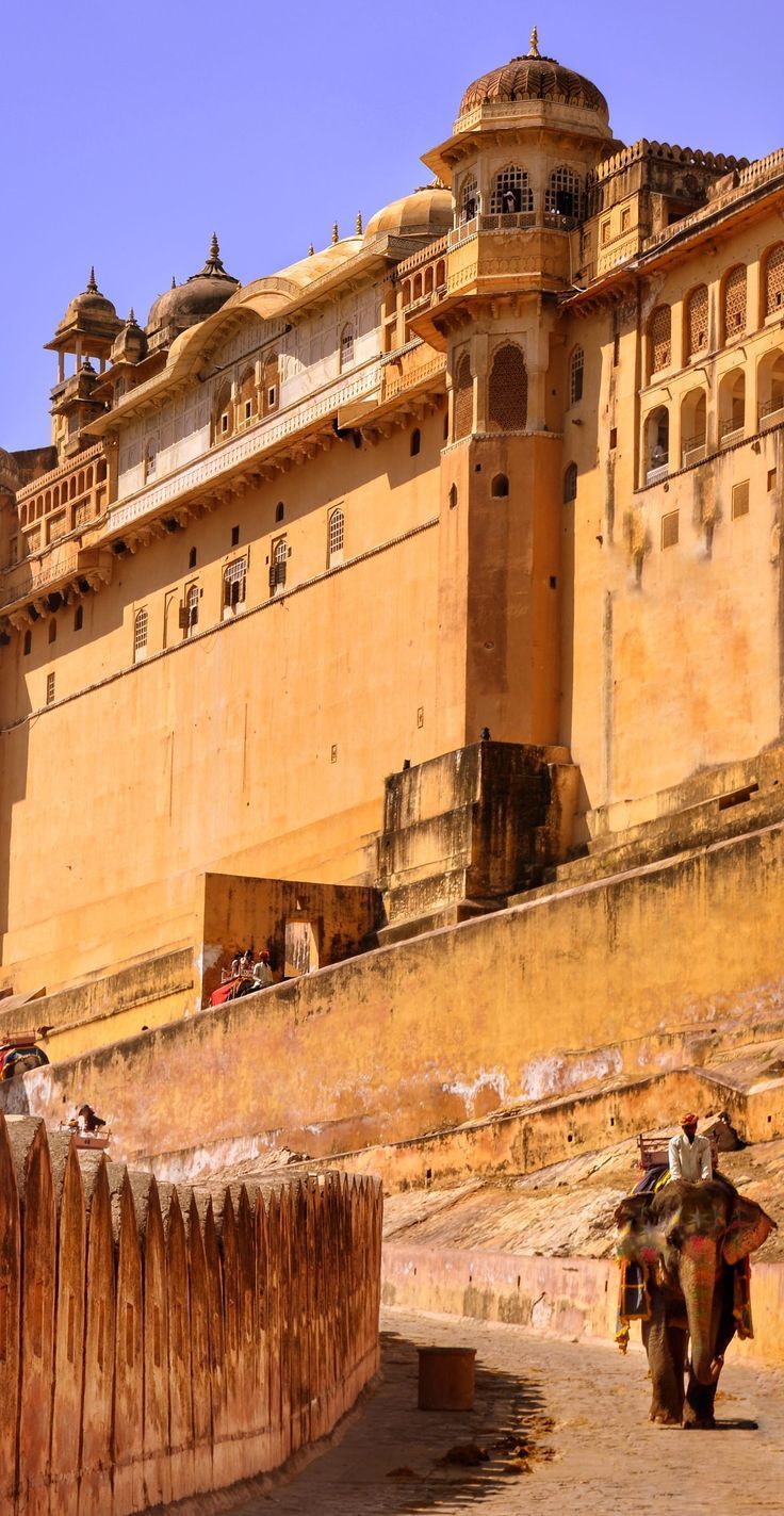736x1423 amber fort, fort, amer, jaipur, elephant, tourist, rajasthan, ride