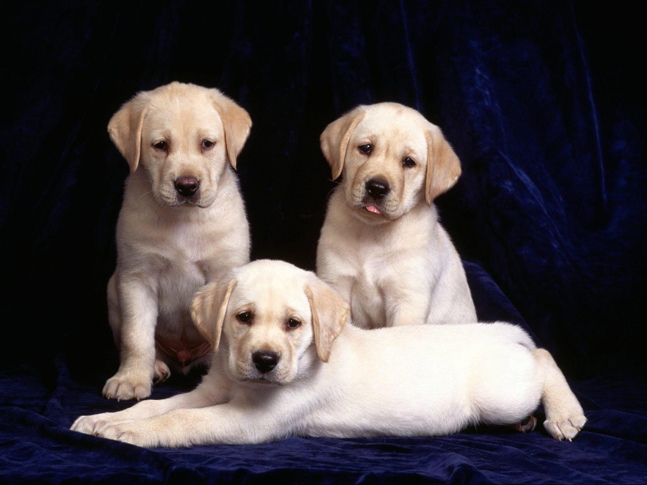 2100x1575 Cute Labrador Puppies Wallpaper Free HD Dog Downloads