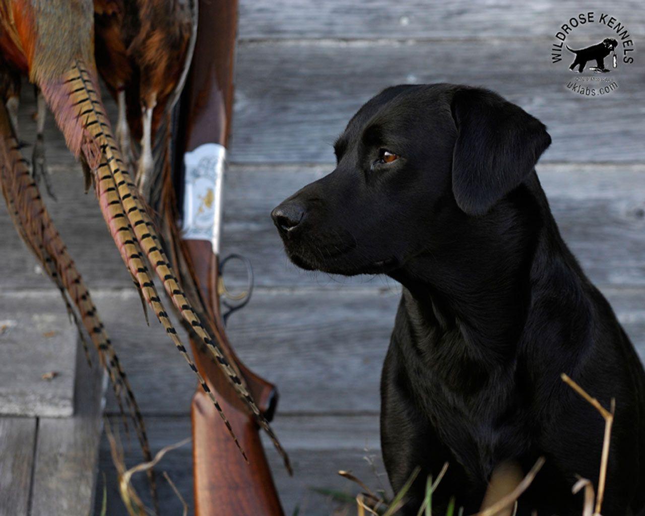 1280x1024 Black Lab Duck Hunting Wallpaper