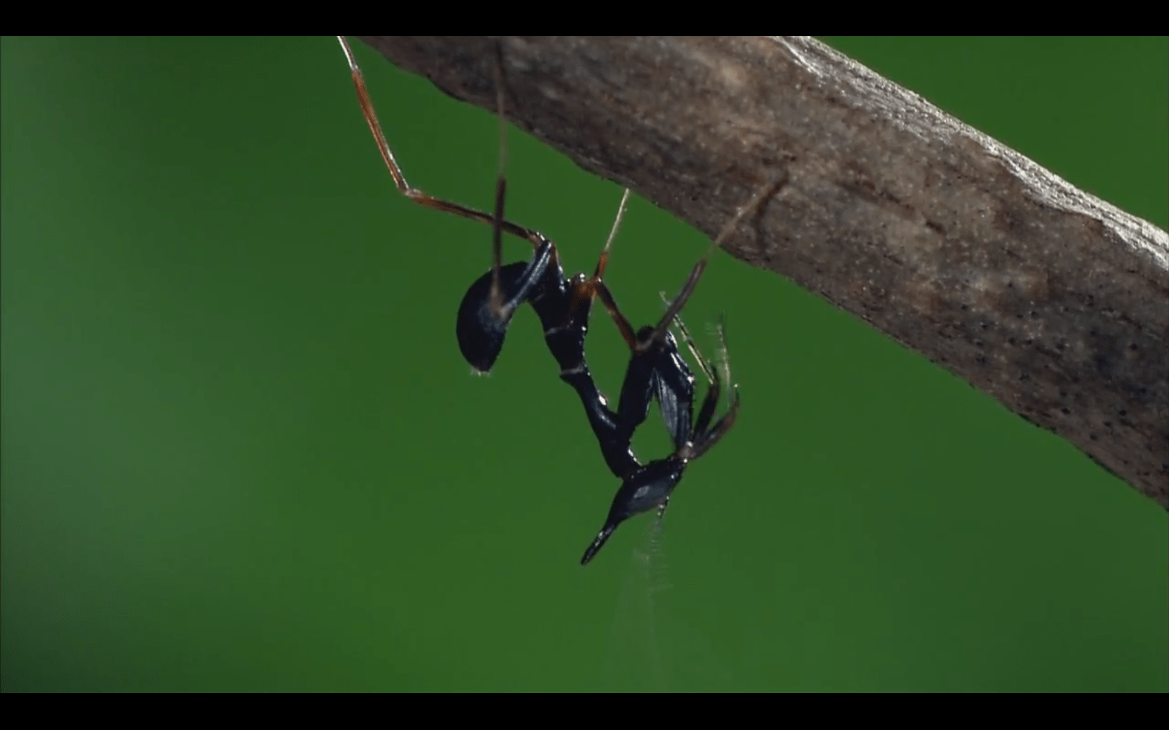 1680x1050 Praying Mantis Wallpaper collection Mantises Wallpaper