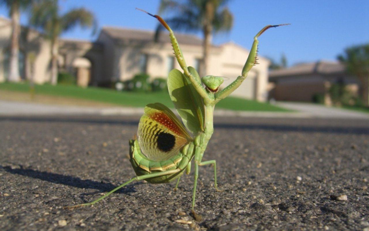 1280x800 Fun Animals News: Praying Mantis Wallpaper
