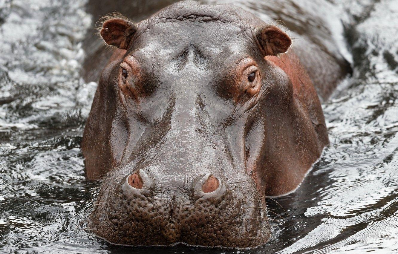 1332x850 Wallpaper water, nature, Hippo image for desktop, section