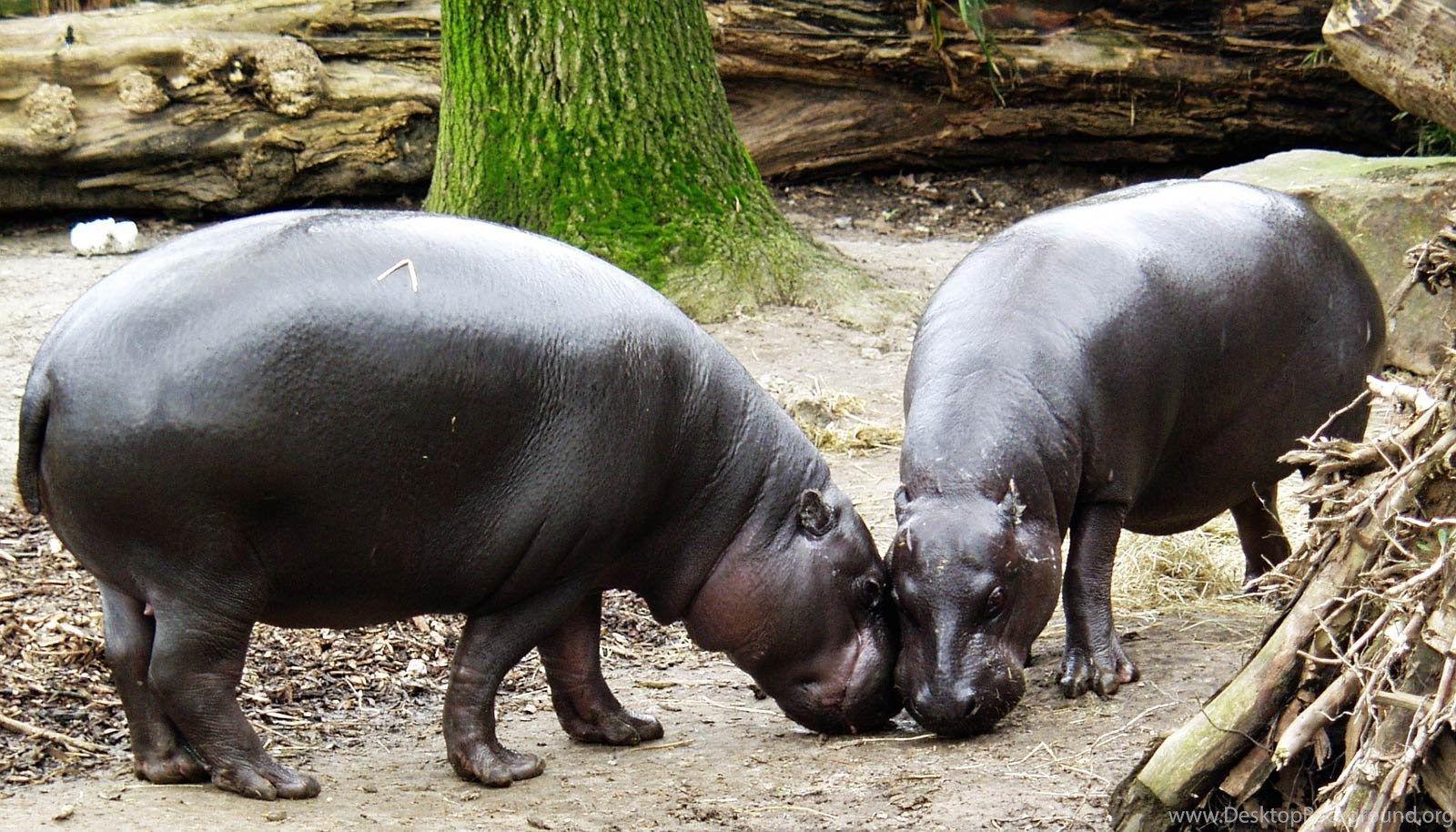 1600x914 Hippopotamus (Hippo) Wallpaper Animals Town Desktop Background