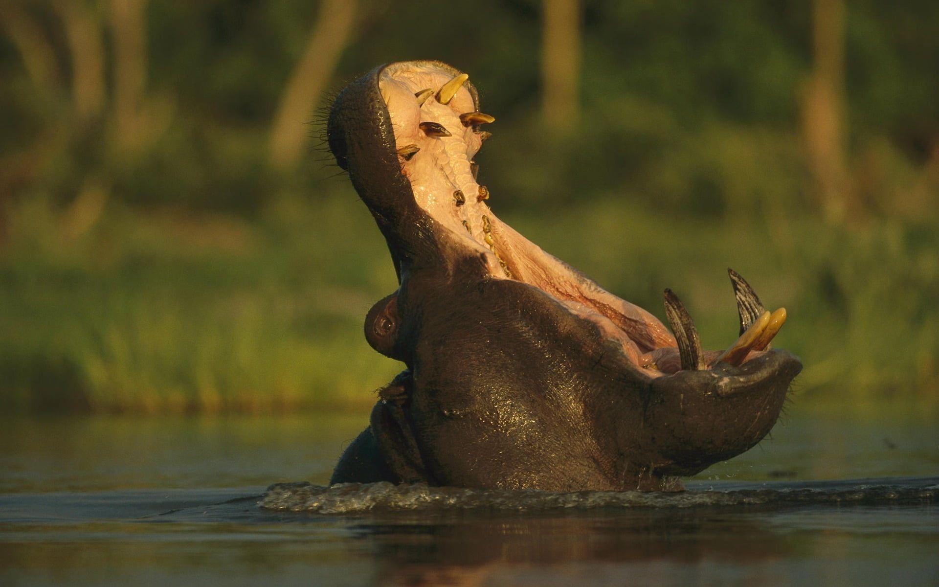 1920x1200 Black Hippo mouth opened in body of water HD wallpaper. Wallpaper