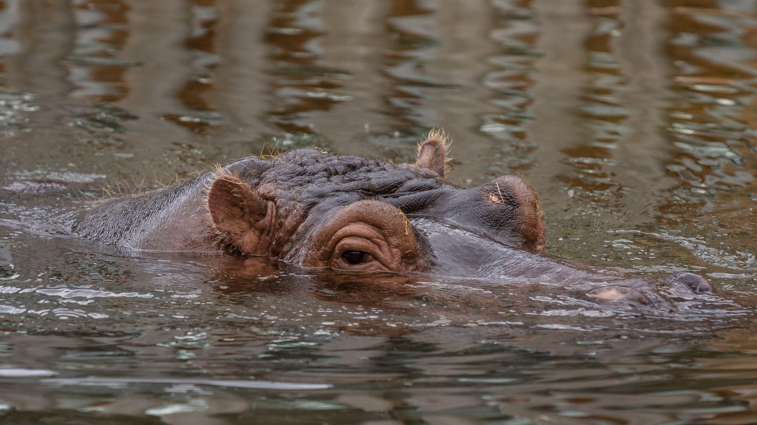 2560x1440 Download wallpaper 2560x1440 hippo, hippopotamus, animal