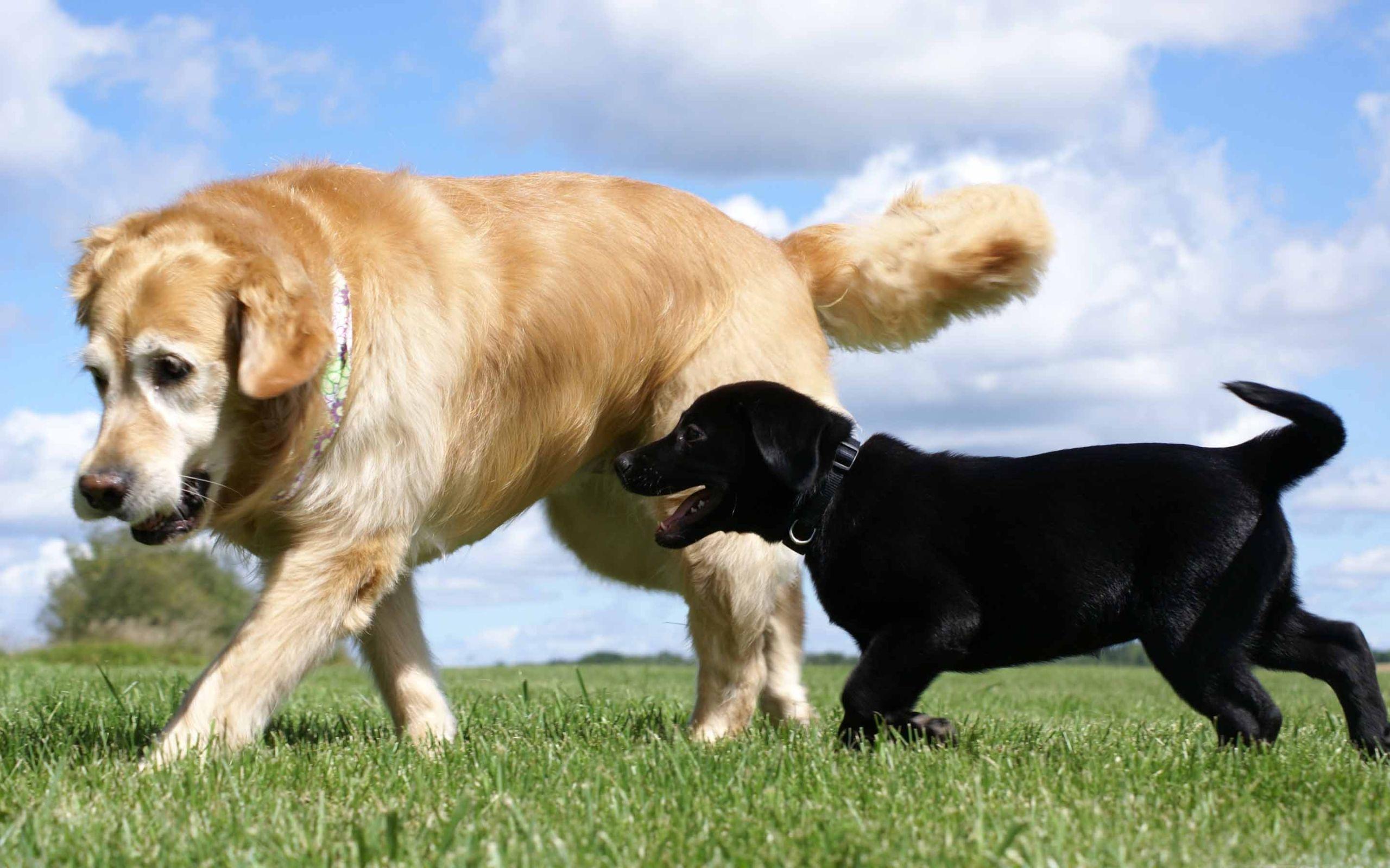 2560x1600 Golden And Labrador Retriever Mac Wallpaper Download