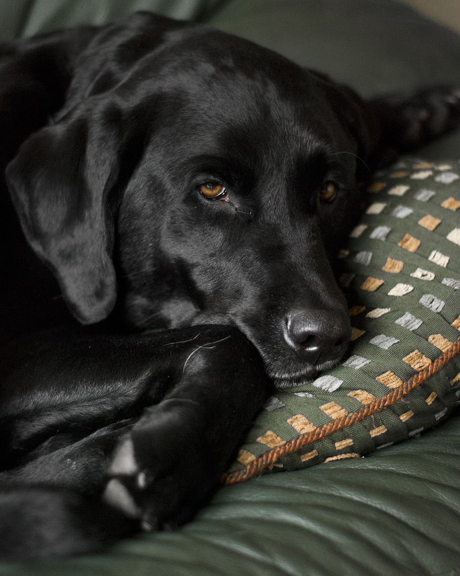 910x1138 HD wallpaper: adult black Labrador retriever resting