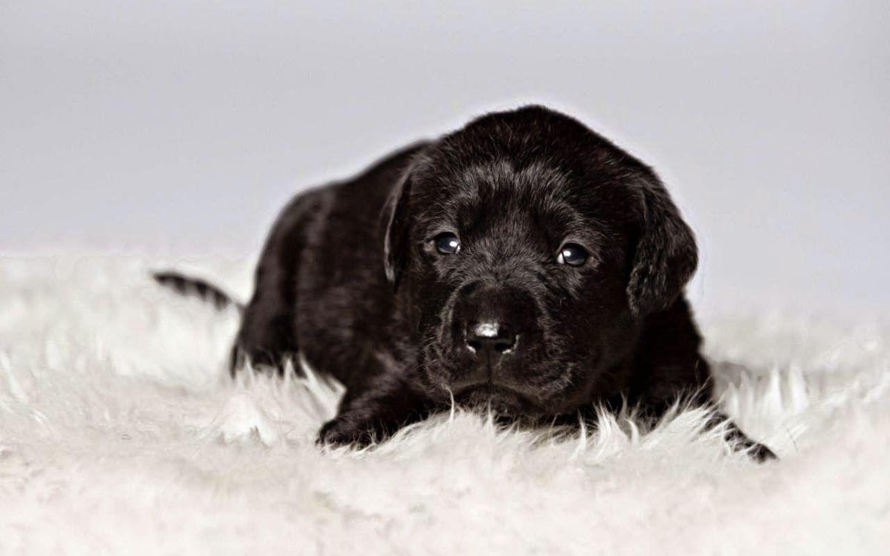 1280x800 Cute black Labrador Retriever puppies picture, Dogs photo