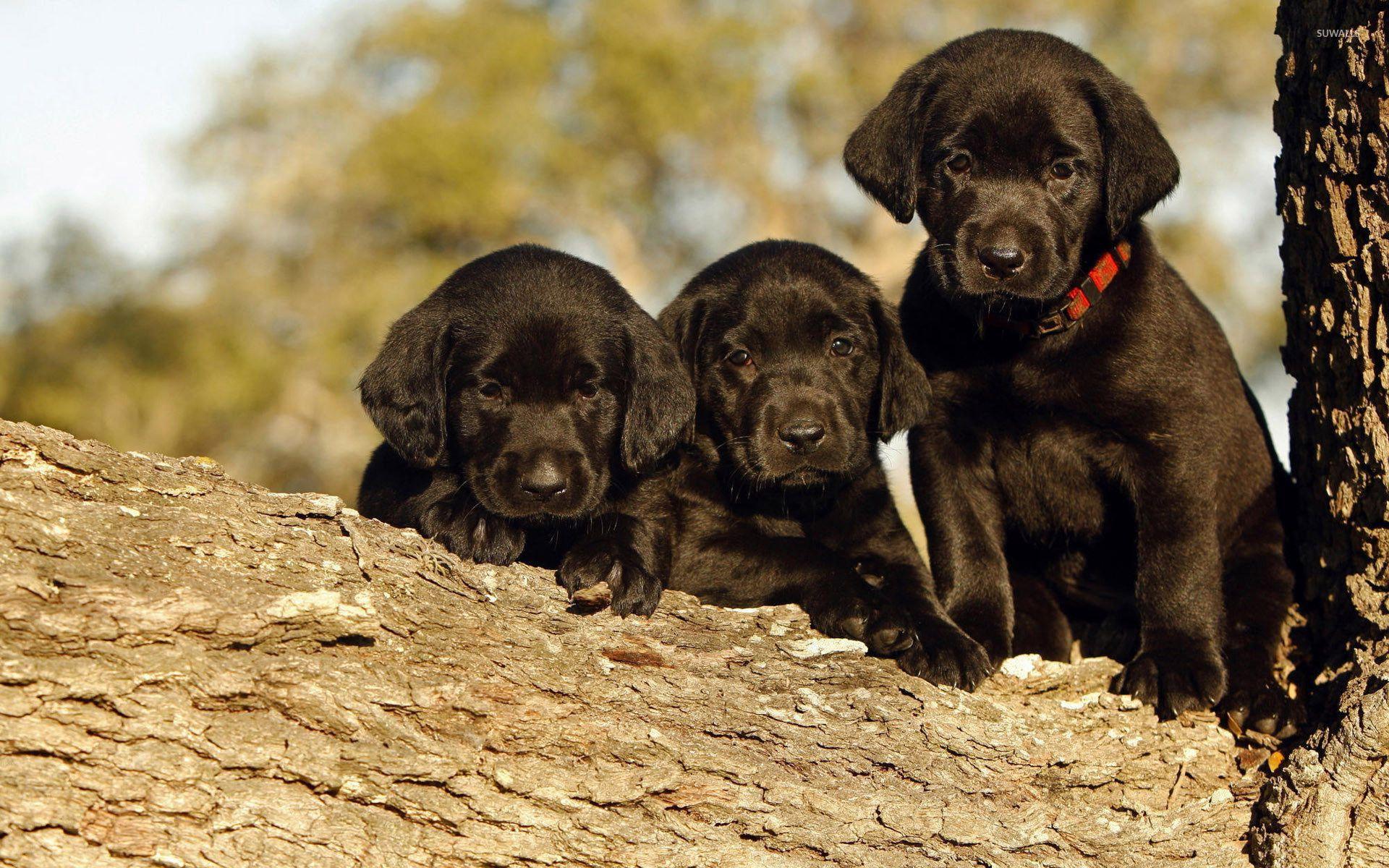 1920x1200 Black Labrador puppies in a tree wallpaper wallpaper