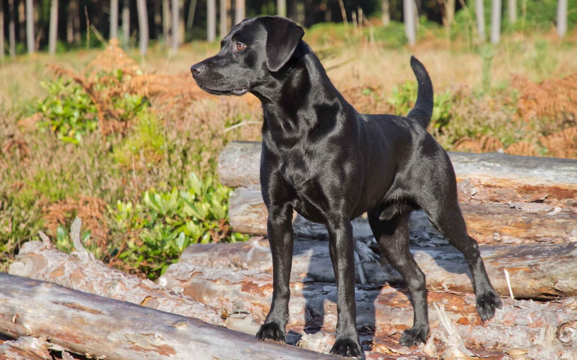 1920x1200 Black Labrador wallpaperx1200
