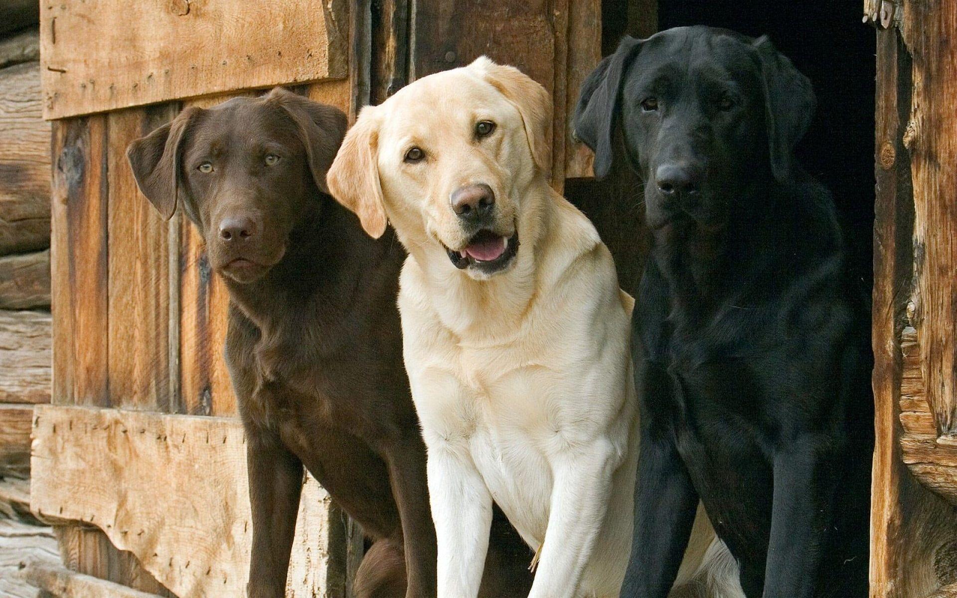 1920x1200 Adult chocolate, black and yellow Labrador Retrievers HD wallpaper