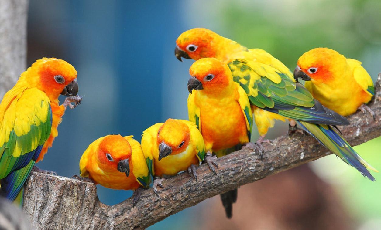 1254x758 Parakeet Wallpaper