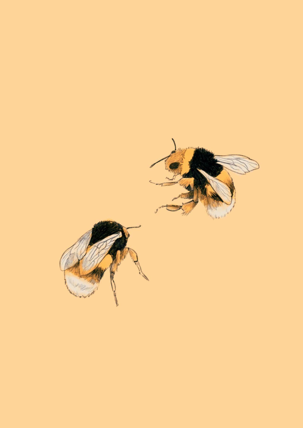 Featured image of post Honey Bee Aesthetic Wallpaper / Choose from over a million free vectors, clipart graphics, vector art images, design templates, and illustrations created by artists worldwide!