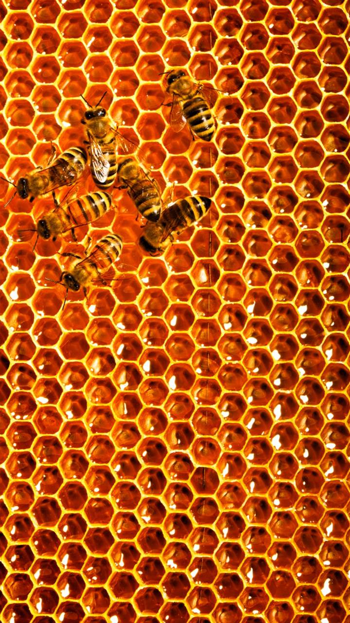 3d Wallpaper Iphone Bee Image Num 99