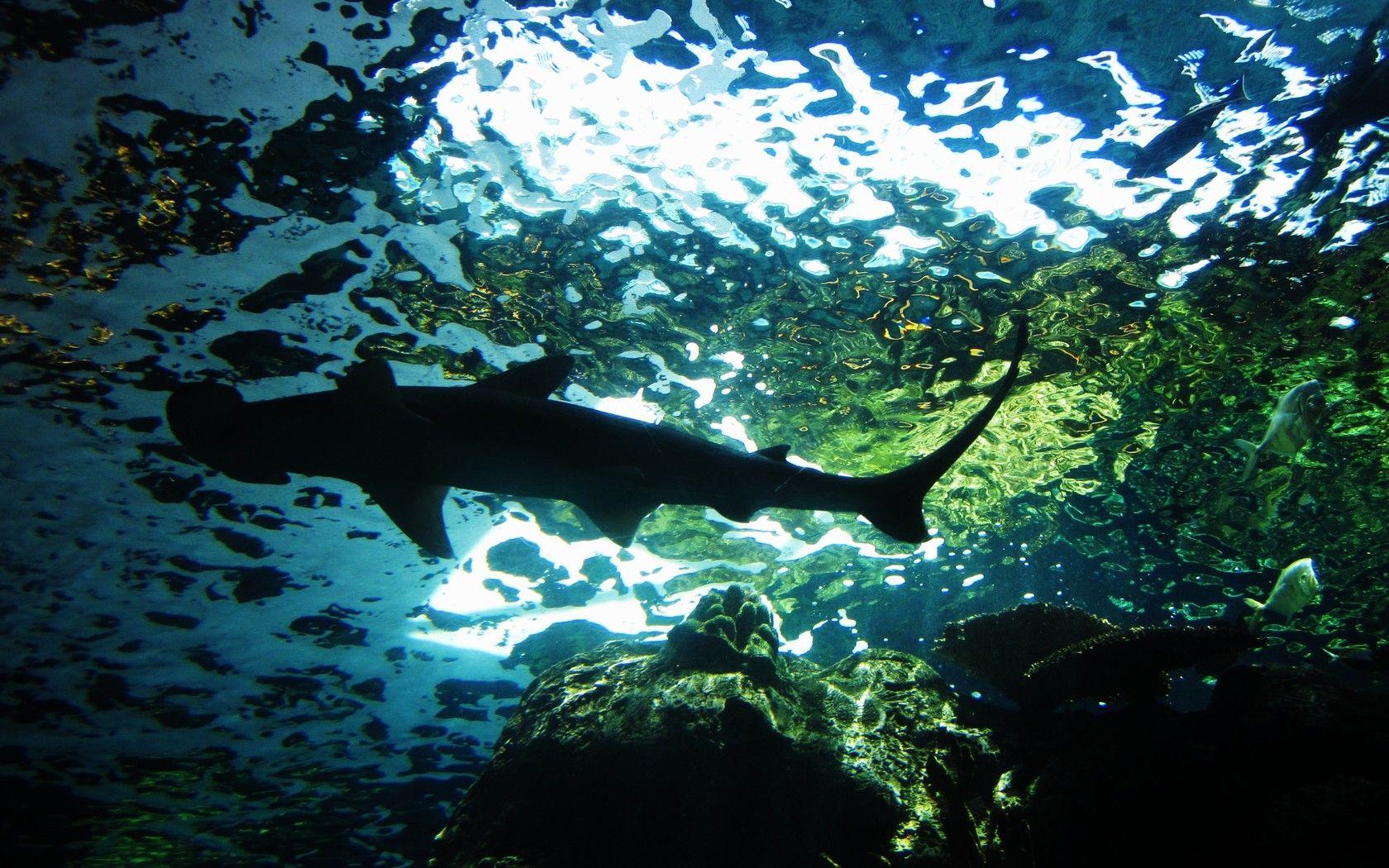 1680x1050 Shark Wallpaper and Background Imagex1050