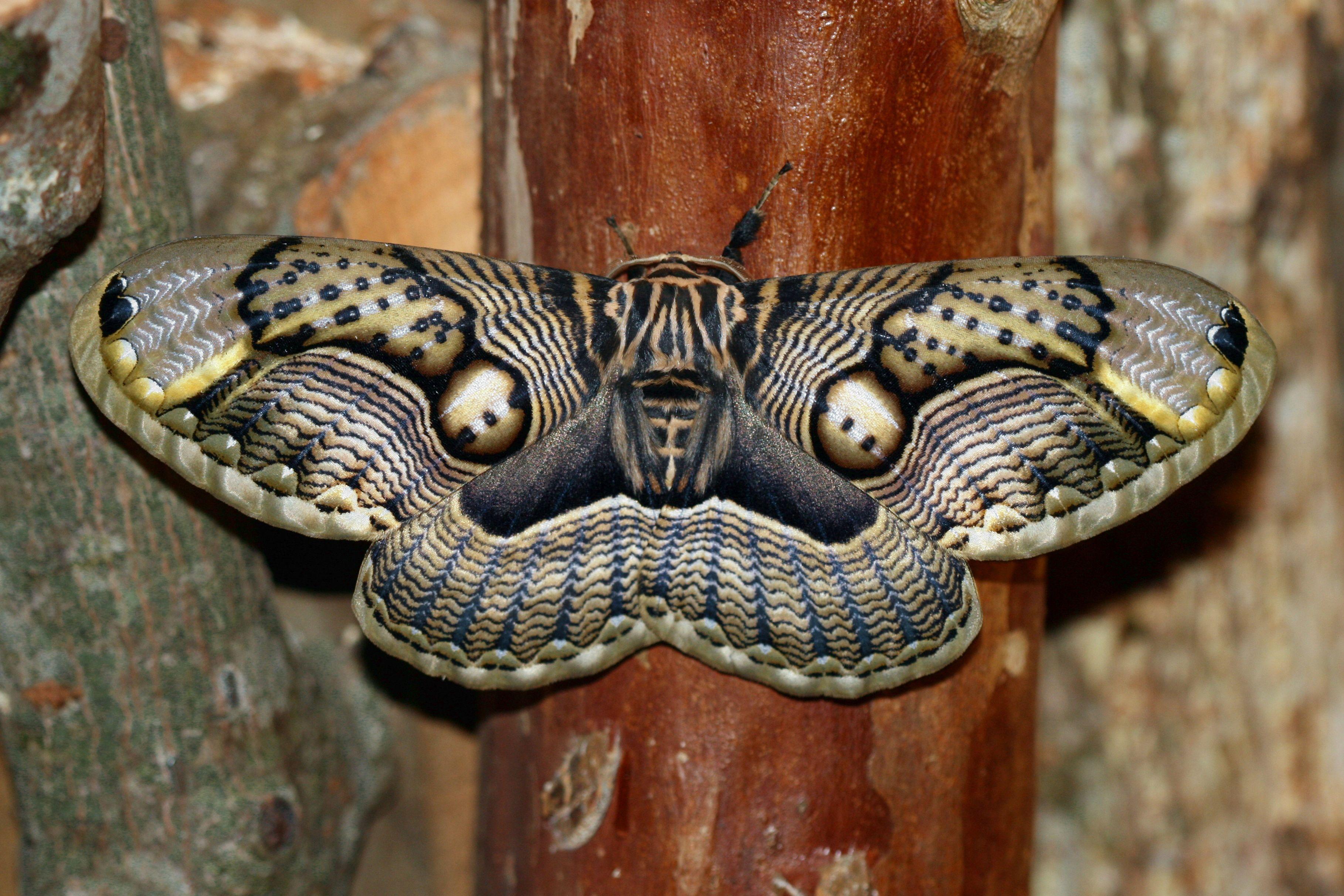 Moth Wallpapers Top Free Moth Backgrounds Wallpaperaccess